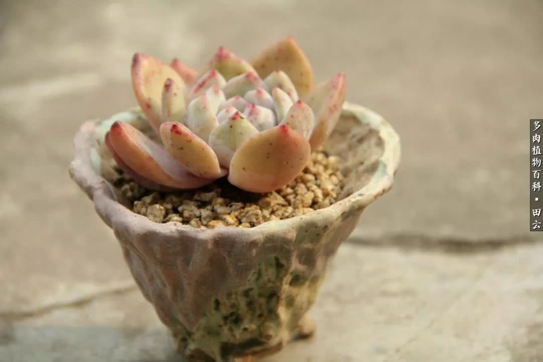 养多肉的精致生活,养多肉的乐趣在于没事瞎折腾