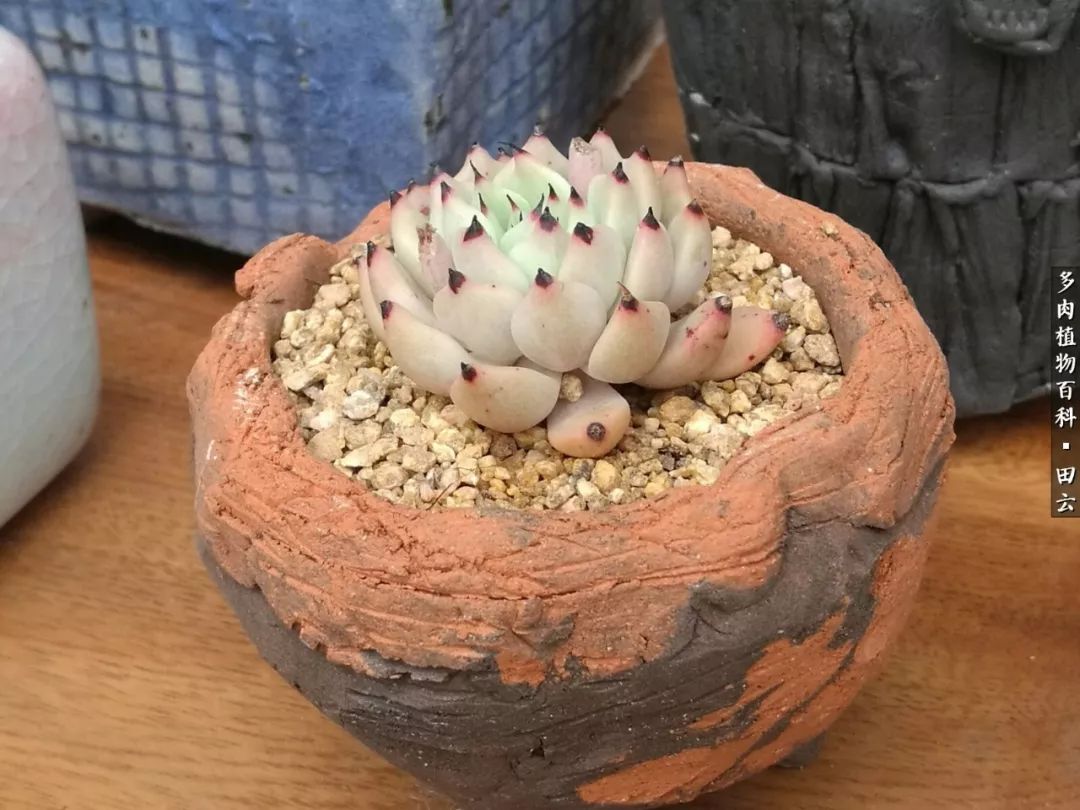 养多肉的精致生活,养多肉的乐趣在于没事瞎折腾