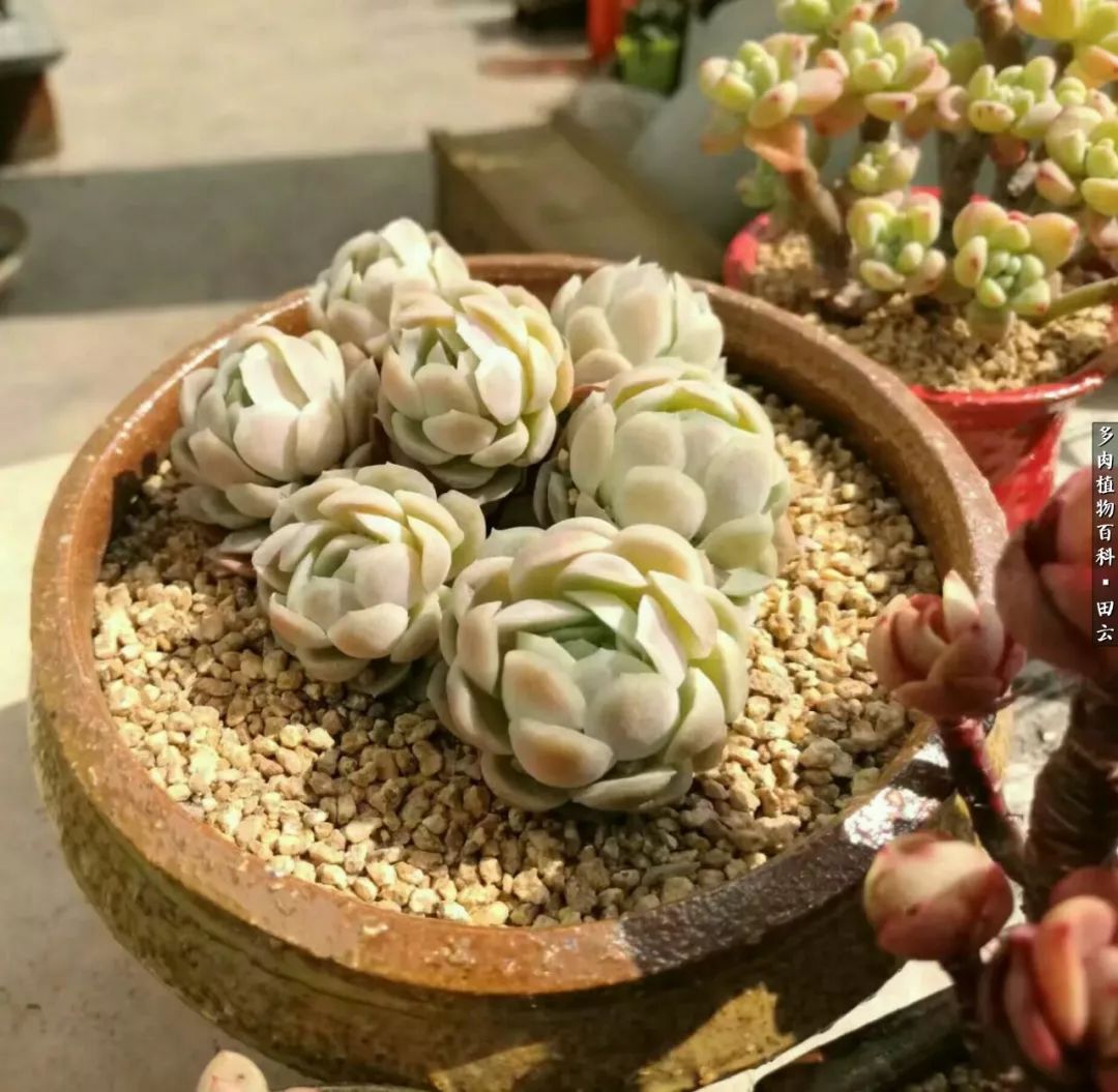 养多肉的精致生活,养多肉的乐趣在于没事瞎折腾