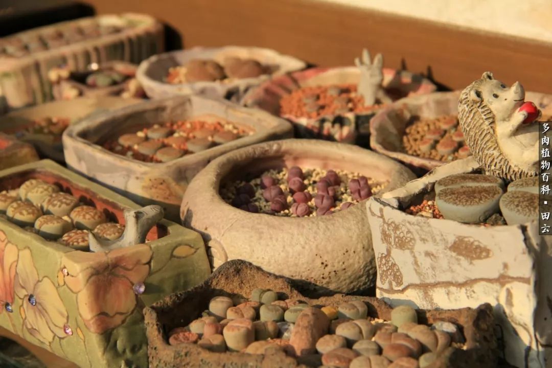 养多肉的精致生活,养多肉的乐趣在于没事瞎折腾