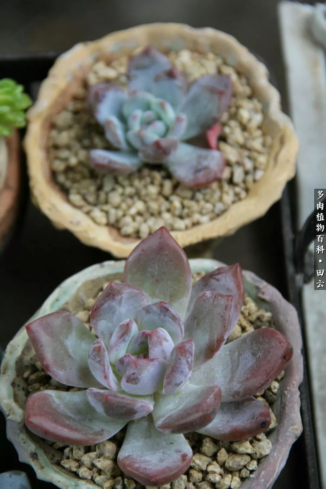 养多肉的精致生活,养多肉的乐趣在于没事瞎折腾