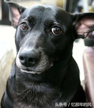 中华田园犬黑子的故事,中华田园犬和小黑子