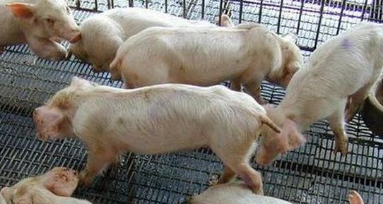 猪场常见疾病及治疗方法,猪场ped治疗方案