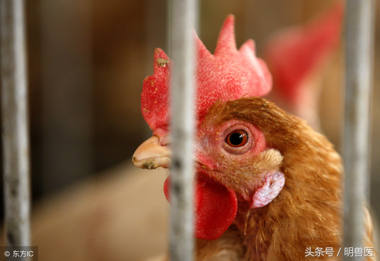 小鸡眼睛有气泡怎么用药,小鸡粪便有气泡什么原因