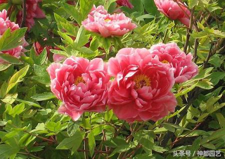 洋牡丹花黄叶烂根的补救方法,牡丹花叶子总是发蔫是怎么回事