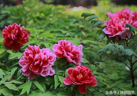 洋牡丹花黄叶烂根的补救方法,牡丹花叶子总是发蔫是怎么回事