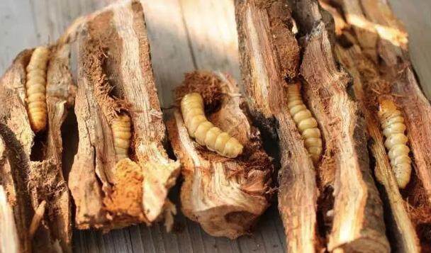 农村常吃的十种虫子,中国可以吃的六种虫子你敢吃吗