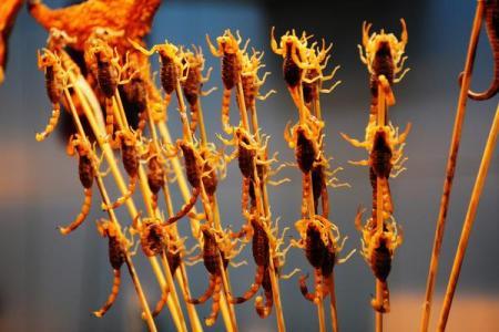 农村常吃的十种虫子,中国可以吃的六种虫子你敢吃吗