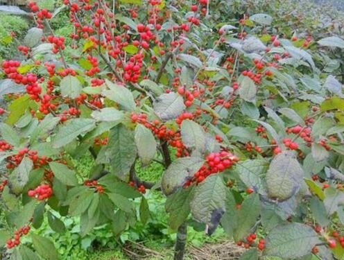 红果冬青10公分价格多少？如何种植？果实能吃吗？有哪些功效？