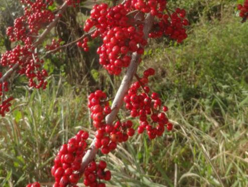 红果冬青10公分价格多少？如何种植？果实能吃吗？有哪些功效？