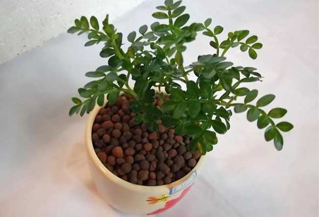 清香木的养殖方法-清香木养殖的病害防治