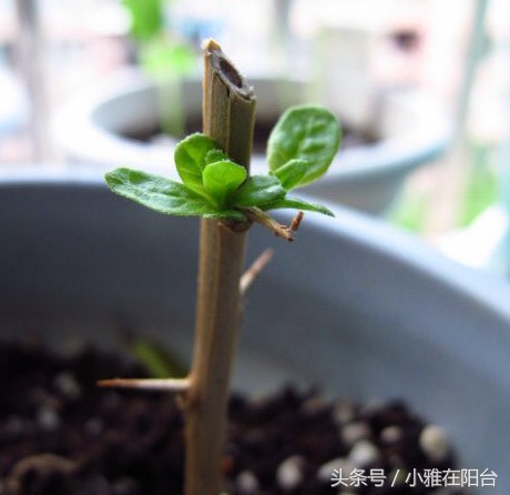 野生枸杞插枝种植方法,春天枸杞盆栽