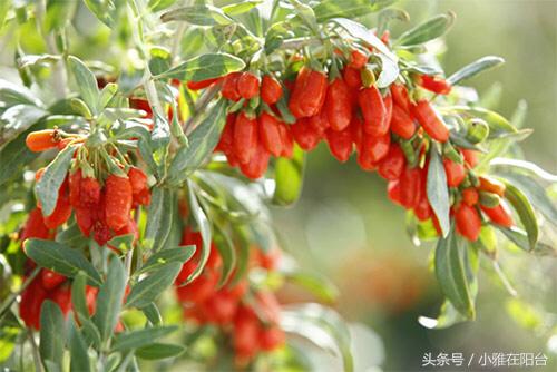 野生枸杞插枝种植方法,春天枸杞盆栽