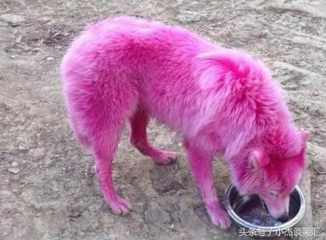 女子花一万买皮草水洗后变标本,女子花50块钱买只仓鼠