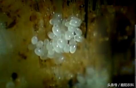 韭菜有什么病害怎么防治,韭菜上面的虫怎么治