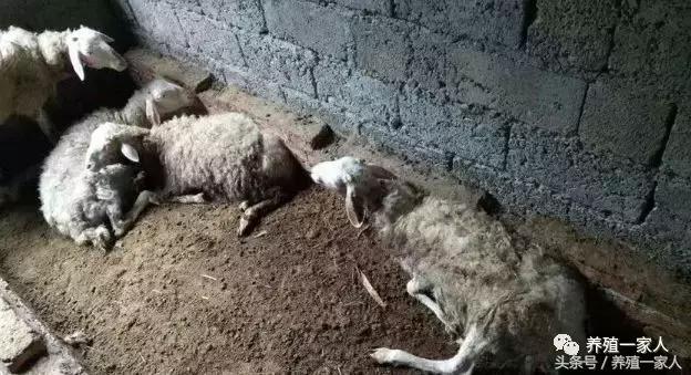 羊不吃草料什么原因怎么治疗,羊不吃草不咀嚼怎么回事