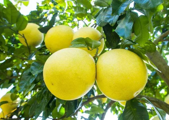 割稻谷比赛、打柚子保龄球……“玩”出来的大财富