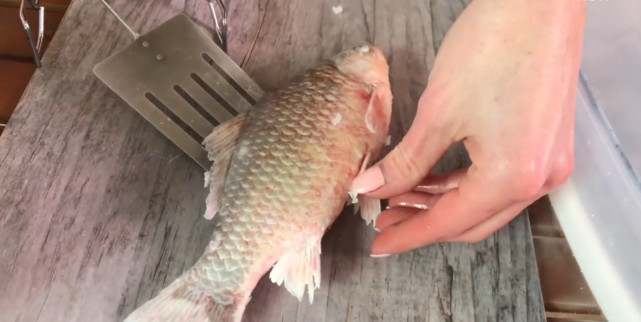 冰冻鱼起死回生实验,鱼冰冻实验