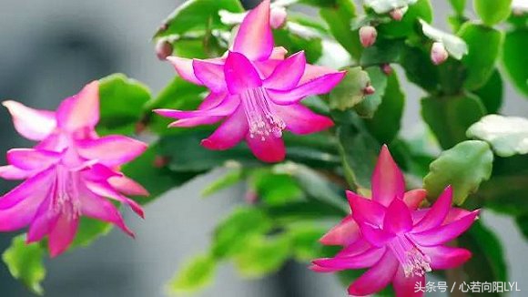 把螃蟹腿养好了,把螃蟹养成帝王蟹