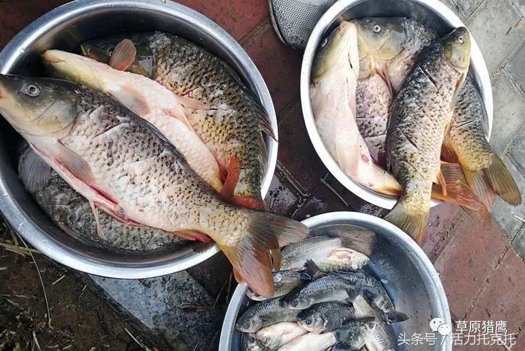 2021年托克托县开河鱼节,2024托克托开河鱼节