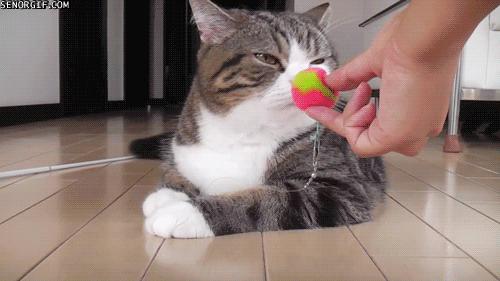 猫害怕铲屎官怎么办,为啥每次铲屎猫咪会害怕