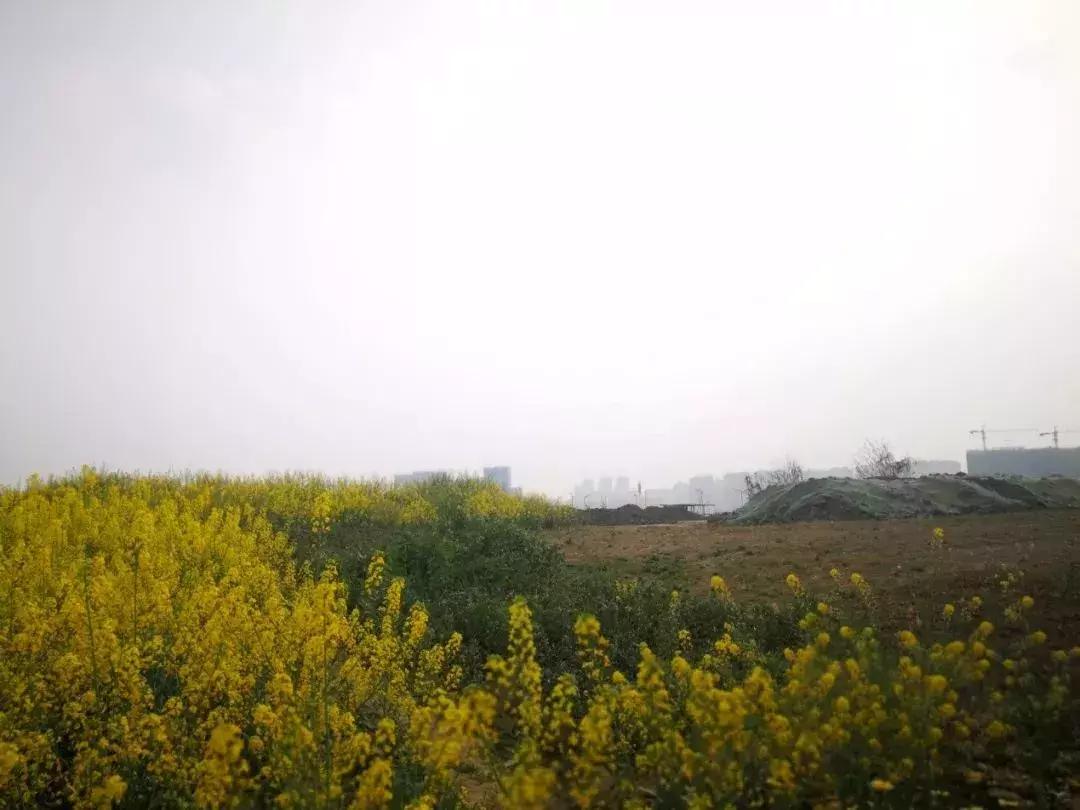 绿城惜败的战场旁将有两宗地入市：新川这147亩会书写怎样的剧情