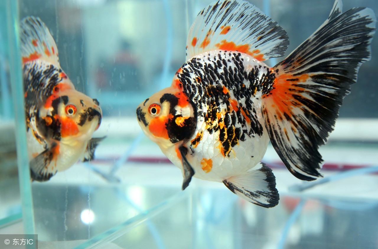 养金鱼怎么养才能活得久,金鱼怎么养才能养的时间长一点