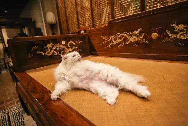 猫谱：因相成名，因名成谱《蓝毛毛找猫》24：猫出有名