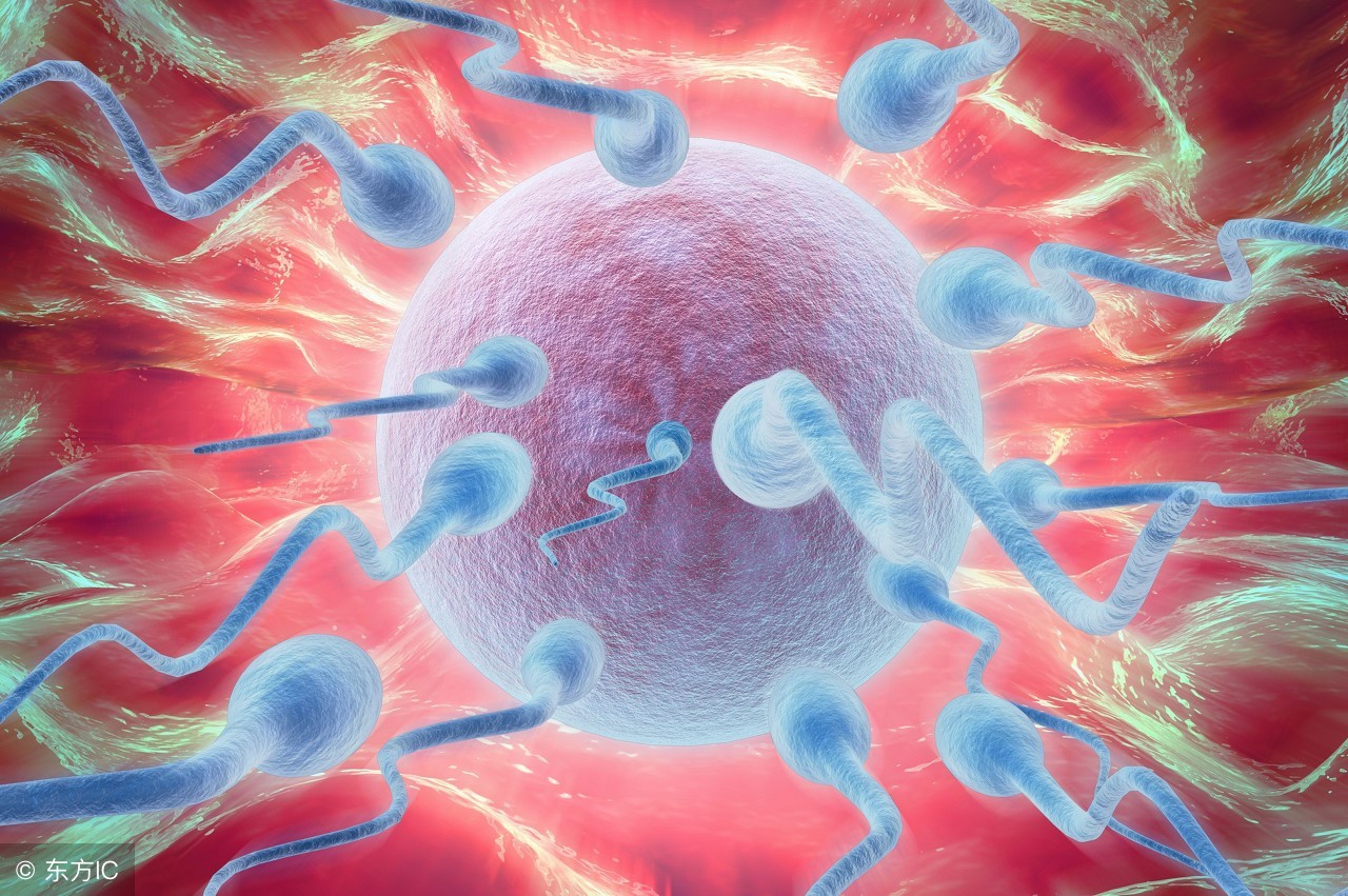 备孕妈妈早知道,备孕妈妈必看卵巢的调理