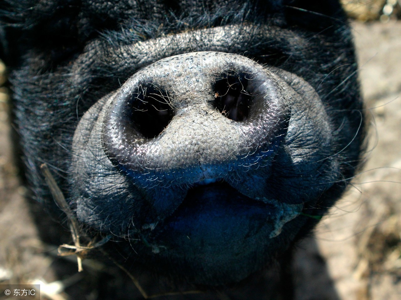 养猪场养猪猪鼻子出血什么病,猪场出现并发症怎么办