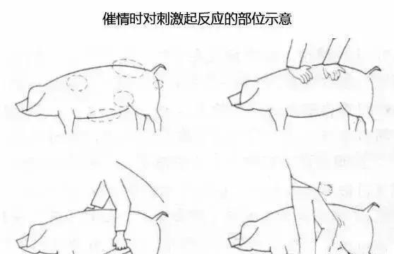 断奶母猪需要诱情吗,母猪断奶后第一次返情能配吗