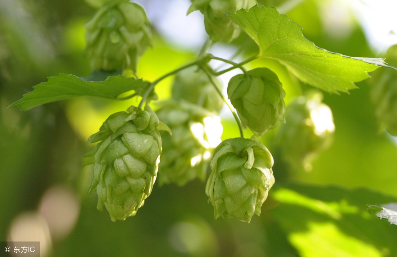啤酒香味诱人全靠这种花！能健胃消食，还能减肥！全国都能种植！