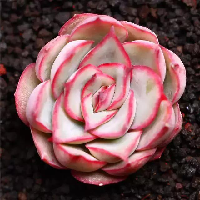 270种常见多肉图谱,270种常见多肉盆景