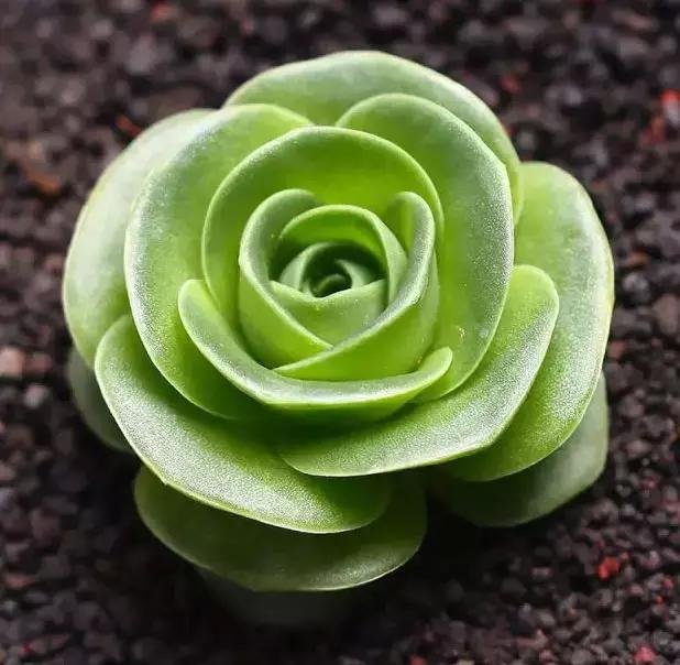 270种常见多肉图谱,270种常见多肉盆景