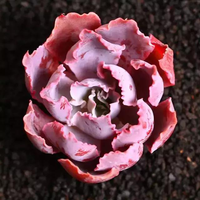 270种常见多肉图谱,270种常见多肉盆景