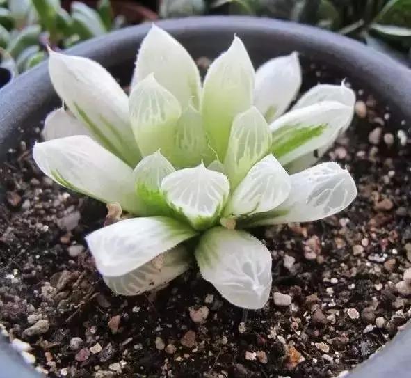 270种常见多肉图谱,270种常见多肉盆景