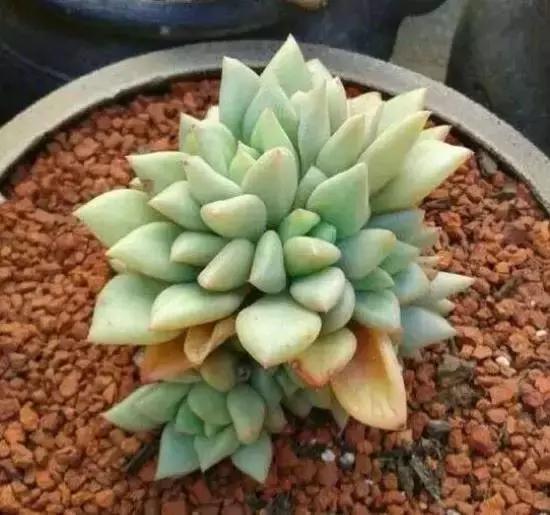 270种常见多肉图谱,270种常见多肉盆景