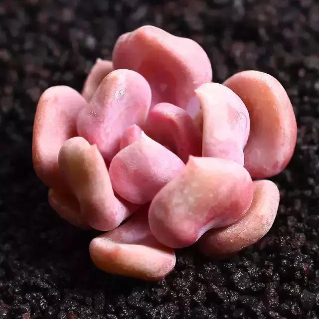 270种常见多肉图谱,270种常见多肉盆景