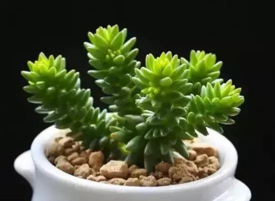 270种常见多肉图谱,270种常见多肉盆景