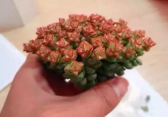 270种常见多肉图谱,270种常见多肉盆景