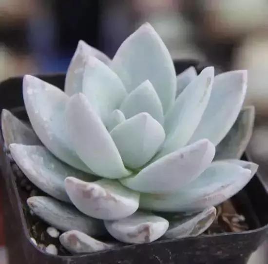 270种常见多肉图谱,270种常见多肉盆景