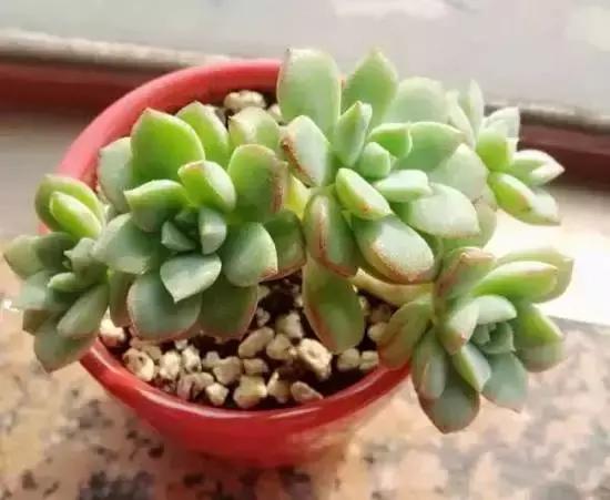 270种常见多肉图谱,270种常见多肉盆景