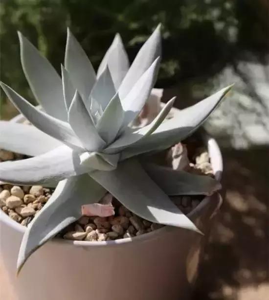 270种常见多肉图谱,270种常见多肉盆景