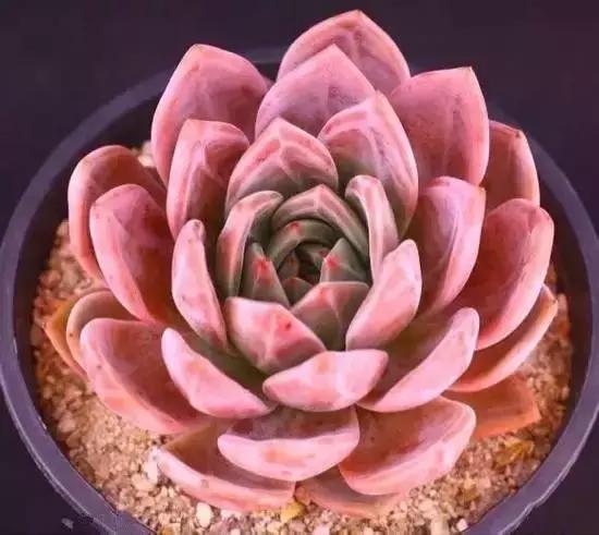 270种常见多肉图谱,270种常见多肉盆景