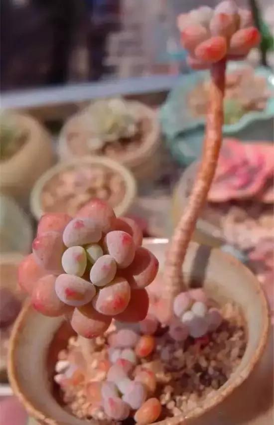 270种常见多肉图谱,270种常见多肉盆景