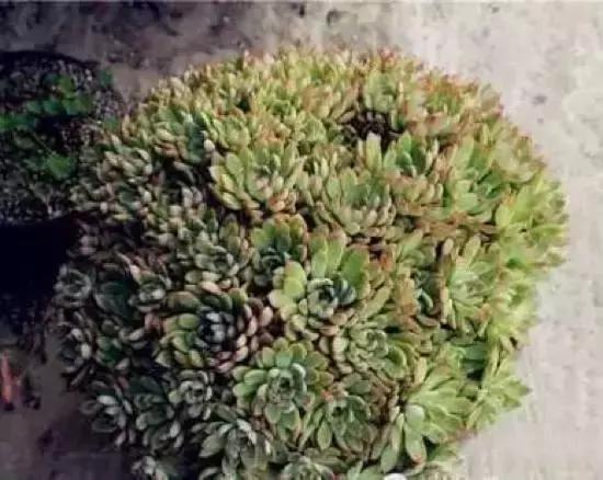 270种常见多肉图谱,270种常见多肉盆景