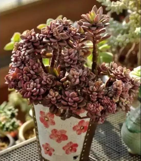 270种常见多肉图谱,270种常见多肉盆景