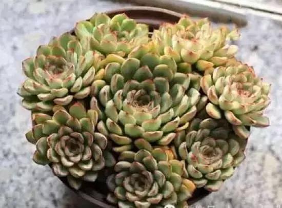 270种常见多肉图谱,270种常见多肉盆景