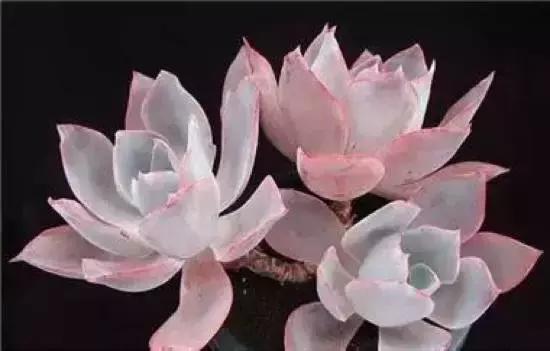 270种常见多肉图谱,270种常见多肉盆景