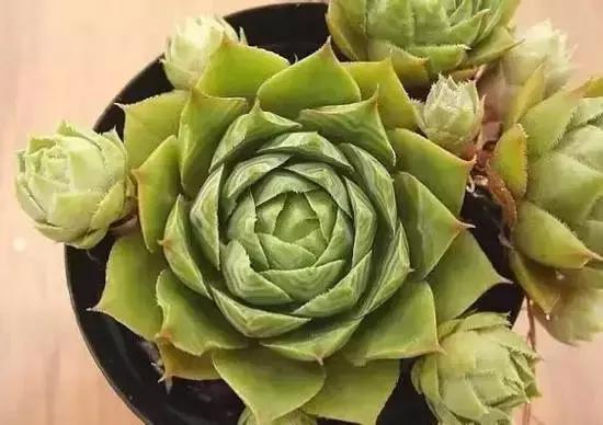 270种常见多肉图谱,270种常见多肉盆景